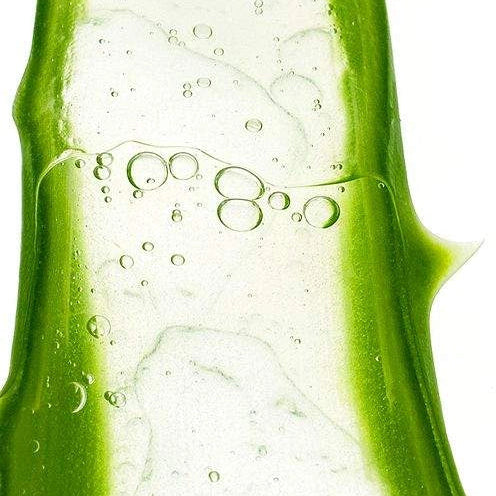 Aloe Vera (Aloe Barbadensis):