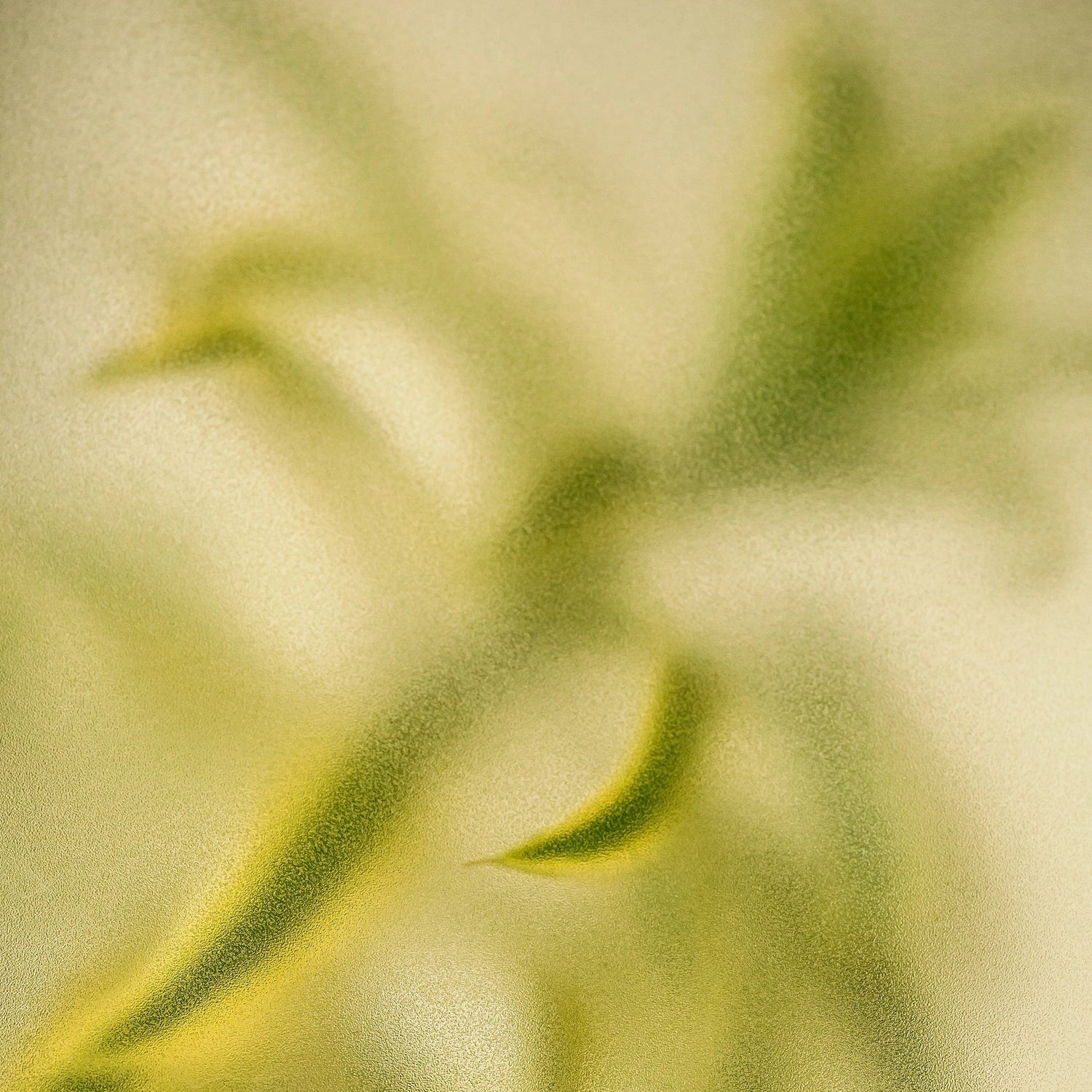 Green Tea Extract (Camellia Sinensis)