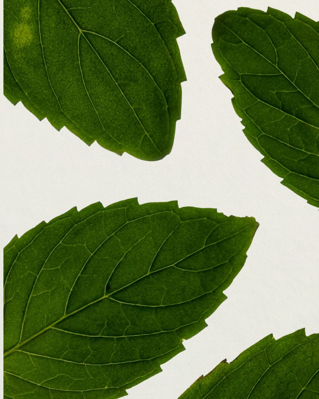 Tri-Sweetener Complex: Xylitol, Erythritol & Organic Stevia