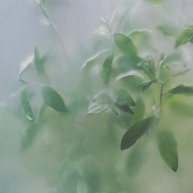 Peppermint, Wild Mint, Spearmint Oils & Menthol